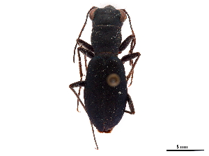  (Dromochorus pruininus - CCDB-30441-G01)  @11 [ ] CreativeCommons - Attribution (2018) Smithsonian Institution Smithsonian Institution