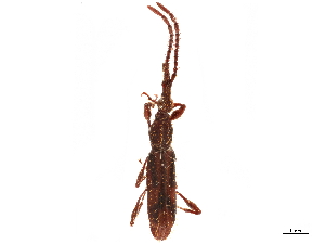  (Hyperephanus hirtellus - CCDB-30442-E06)  @11 [ ] CreativeCommons - Attribution (2018) Smithsonian Institution Smithsonian Institution