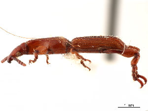  (Schizoadidactus napaeus - CCDB-30442-G03)  @11 [ ] CreativeCommons - Attribution (2018) Smithsonian Institution Smithsonian Institution