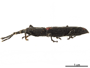  (Zetophloeus pugionatus - CCDB-30442-H05)  @11 [ ] CreativeCommons - Attribution (2018) Smithsonian Institution Smithsonian Institution