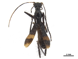  (Ctenostoma agnatum - CCDB-30443-A04)  @11 [ ] CreativeCommons - Attribution (2018) Smithsonian Institution Smithsonian Institution