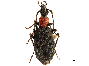  (Galerita collaris - CCDB-30443-D06)  @11 [ ] CreativeCommons - Attribution (2018) Smithsonian Institution Smithsonian Institution