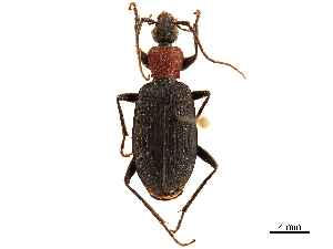  (Galerita ruficollis - CCDB-30443-D07)  @11 [ ] CreativeCommons - Attribution (2018) Smithsonian Institution Smithsonian Institution