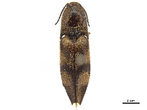 (Dioxypterus undulatus - CCDB-30443-G10)  @11 [ ] CreativeCommons - Attribution (2018) Smithsonian Institution Smithsonian Institution