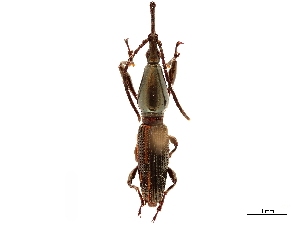  (Raphirhynchus panamensis - CCDB-30444-A04)  @11 [ ] CreativeCommons - Attribution (2018) Smithsonian Institution Smithsonian Institution