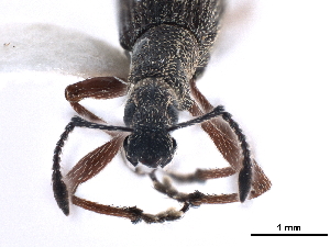  (Rhadinosomus acuminatus - CCDB-30444-A06)  @11 [ ] CreativeCommons - Attribution (2018) Smithsonian Institution Smithsonian Institution