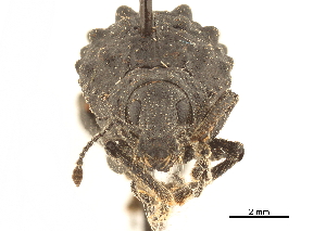  (Megalometis aureosquamosus - CCDB-30444-F05)  @11 [ ] CreativeCommons - Attribution (2018) Smithsonian Institution Smithsonian Institution
