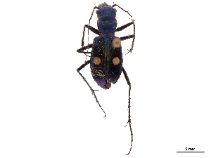  (Pseudoxycheila pseudotarsalis - CCDB-30445-F02)  @11 [ ] CreativeCommons - Attribution (2018) Smithsonian Institution Smithsonian Institution