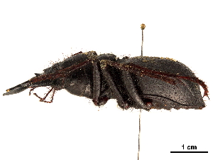  (Manticora gruti - CCDB-30445-F05)  @11 [ ] CreativeCommons - Attribution (2018) Smithsonian Institution Smithsonian Institution