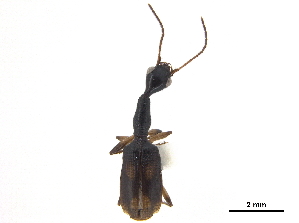  (Colliuris tristigma - CCDB-30445-H05)  @11 [ ] CreativeCommons - Attribution (2018) Smithsonian Institution Smithsonian Institution
