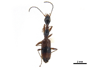  (Colliuris ludoviciana - CCDB-30445-H06)  @11 [ ] CreativeCommons - Attribution (2018) Smithsonian Institution Smithsonian Institution