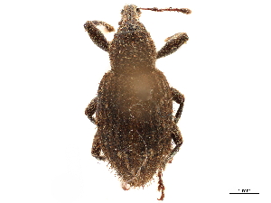  (Graptus nictitans - CCDB-30446-C01)  @11 [ ] CreativeCommons - Attribution (2018) Smithsonian Institution Smithsonian Institution
