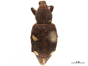  (Trichalophus rudis - CCDB-30446-C06)  @11 [ ] CreativeCommons - Attribution (2018) Smithsonian Institution Smithsonian Institution