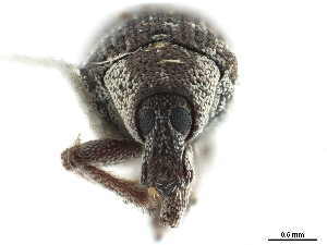  (Eucoleocerus conicicollis - CCDB-30446-D06)  @11 [ ] CreativeCommons - Attribution (2018) Smithsonian Institution Smithsonian Institution