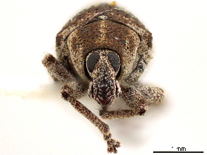  (Eucoleocerus - CCDB-30446-D07)  @11 [ ] CreativeCommons - Attribution (2018) Smithsonian Institution Smithsonian Institution
