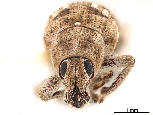  (Promecops leucothyrea - CCDB-30446-D12)  @11 [ ] CreativeCommons - Attribution (2018) Smithsonian Institution Smithsonian Institution