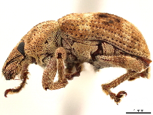  (Promecops unidentata - CCDB-30446-E01)  @11 [ ] CreativeCommons - Attribution (2018) Smithsonian Institution Smithsonian Institution