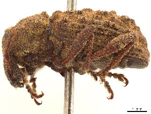  (Premnotrypes suturicallus - CCDB-30446-E03)  @11 [ ] CreativeCommons - Attribution (2018) Smithsonian Institution Smithsonian Institution