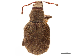  (Nemocestes tuberculatus - CCDB-30446-H11)  @11 [ ] CreativeCommons - Attribution (2018) Smithsonian Institution Smithsonian Institution
