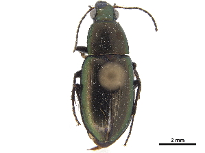  (Stenocrepis olivacea - CCDB-30447-B08)  @11 [ ] CreativeCommons - Attribution (2018) Smithsonian Institution Smithsonian Institution