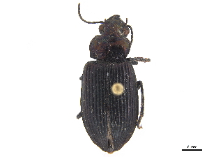  (Notiobia parilis - CCDB-30448-C03)  @11 [ ] CreativeCommons - Attribution (2018) Smithsonian Institution Smithsonian Institution