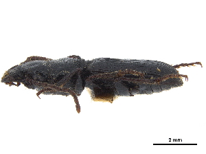  (Ditomus sphaerocephalus - CCDB-30448-E11)  @11 [ ] CreativeCommons - Attribution (2018) Smithsonian Institution Smithsonian Institution