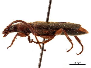  (Helluomorphoides praeustus - CCDB-30448-H07)  @11 [ ] CreativeCommons - Attribution (2018) Smithsonian Institution Smithsonian Institution