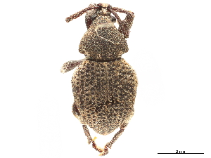  (Trigonops dilaticollis - CCDB-30449-B05)  @11 [ ] CreativeCommons - Attribution (2018) Smithsonian Institution Smithsonian Institution