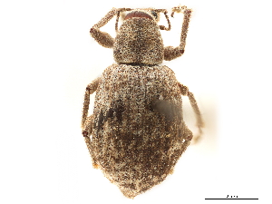  (Achrastenus - CCDB-30449-C10)  @11 [ ] CreativeCommons - Attribution (2018) Smithsonian Institution Smithsonian Institution