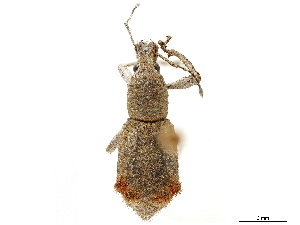  (Brachyomus - CCDB-30449-D01)  @11 [ ] CreativeCommons - Attribution (2018) Smithsonian Institution Smithsonian Institution