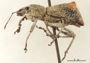  (Brachyomus quadrituberculatus - CCDB-30449-D01)  @11 [ ] CreativeCommons - Attribution (2019) Smithsonian Institution Smithsonian Institution