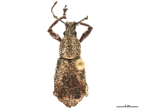 (Brachyomus octotuberculatus - CCDB-30449-D02)  @11 [ ] CreativeCommons - Attribution (2018) Smithsonian Institution Smithsonian Institution