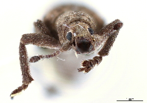  (Brachystylus - CCDB-30449-D04)  @11 [ ] CreativeCommons - Attribution (2018) Smithsonian Institution Smithsonian Institution