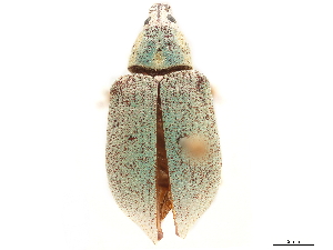  (Pachnaeus citri - CCDB-30449-E05)  @11 [ ] CreativeCommons - Attribution (2018) Smithsonian Institution Smithsonian Institution
