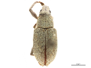  (Pachnaeus opalus - CCDB-30449-E06)  @11 [ ] CreativeCommons - Attribution (2018) Smithsonian Institution Smithsonian Institution