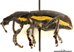  (Rhinospathe - CCDB-30449-E08)  @11 [ ] CreativeCommons - Attribution (2018) Smithsonian Institution Smithsonian Institution