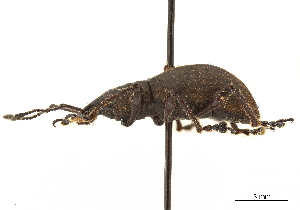  (Synthlibonotus - CCDB-30449-E10)  @11 [ ] CreativeCommons - Attribution (2018) Smithsonian Institution Smithsonian Institution