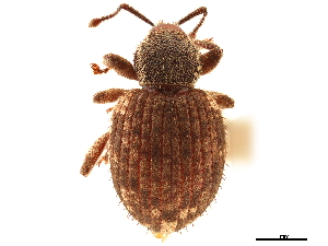  (Cercopeus chrysorrhoeus - CCDB-30449-E11)  @11 [ ] CreativeCommons - Attribution (2018) Smithsonian Institution Smithsonian Institution