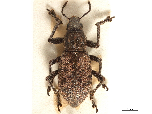  (Herpisticus eremita - CCDB-30449-G06)  @11 [ ] CreativeCommons - Attribution (2019) Smithsonian Institution Smithsonian Institution