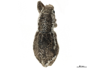  ( - CCDB-30449-H03)  @11 [ ] CreativeCommons - Attribution (2019) Smithsonian Institution Smithsonian Institution