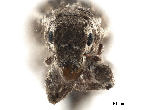  ( - CCDB-30449-H03)  @11 [ ] CreativeCommons - Attribution (2018) Smithsonian Institution Smithsonian Institution