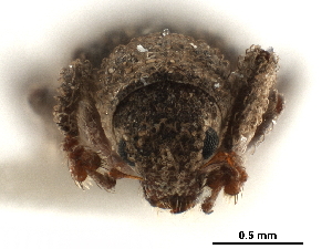  (Isodrusus debilis - CCDB-30449-H05)  @11 [ ] CreativeCommons - Attribution (2018) Smithsonian Institution Smithsonian Institution