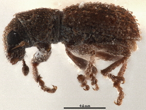  (Isodrusus - CCDB-30449-H06)  @11 [ ] CreativeCommons - Attribution (2019) Smithsonian Institution Smithsonian Institution