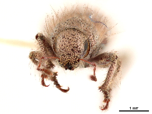  (Miloderoides - CCDB-30449-H07)  @11 [ ] CreativeCommons - Attribution (2018) Smithsonian Institution Smithsonian Institution