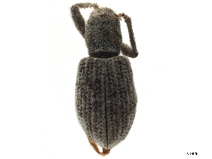  (Pandeleteinus - CCDB-30449-H11)  @11 [ ] CreativeCommons - Attribution (2019) Smithsonian Institution Smithsonian Institution