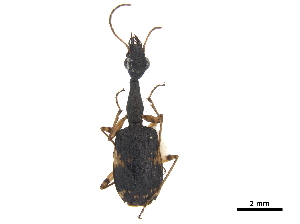  (Colliuris pilatei - CCDB-30450-C12)  @11 [ ] CreativeCommons - Attribution (2018) Smithsonian Institution Smithsonian Institution