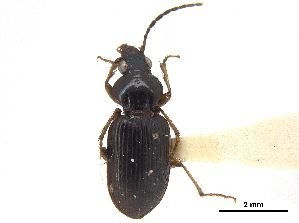  (Abacetus bipunctatus - CCDB-30450-H07)  @11 [ ] CreativeCommons - Attribution (2018) Smithsonian Institution Smithsonian Institution