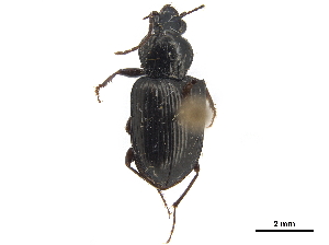  (Abacetus chalceus - CCDB-30450-H08)  @11 [ ] CreativeCommons - Attribution (2018) Smithsonian Institution Smithsonian Institution