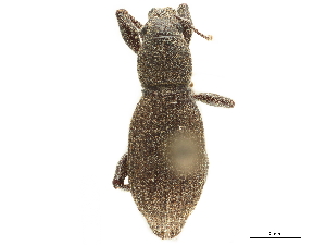  (Leptomias stoliczkae - CCDB-30451-A10)  @11 [ ] CreativeCommons - Attribution (2018) Smithsonian Institution Smithsonian Institution