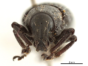  (Epicaerus operculatus - CCDB-30451-B03)  @11 [ ] CreativeCommons - Attribution (2019) Smithsonian Institution Smithsonian Institution